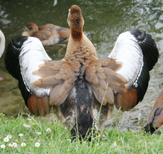 22-Nilgans-Gefieder-015.jpg